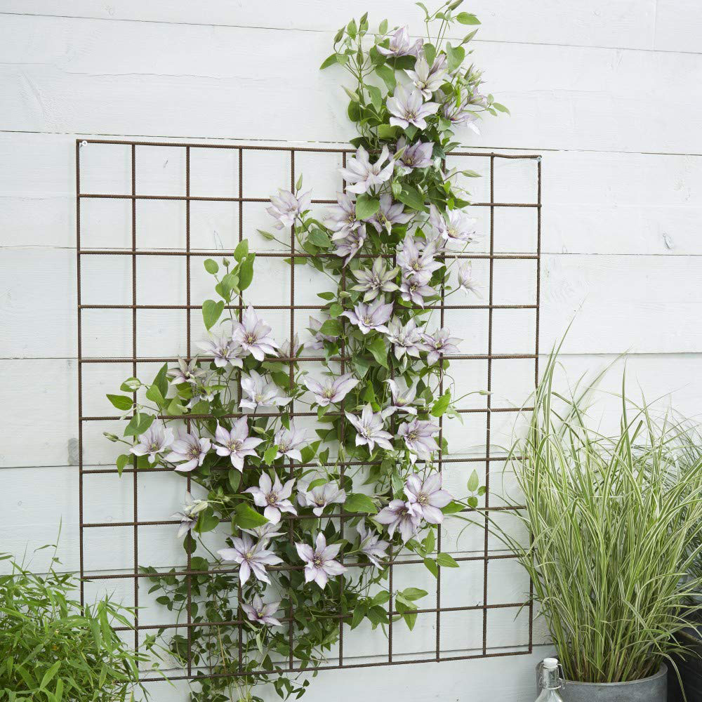 Thompson and Morgan Clematis Samaritan Jo Potted Plant 15cm Image 3