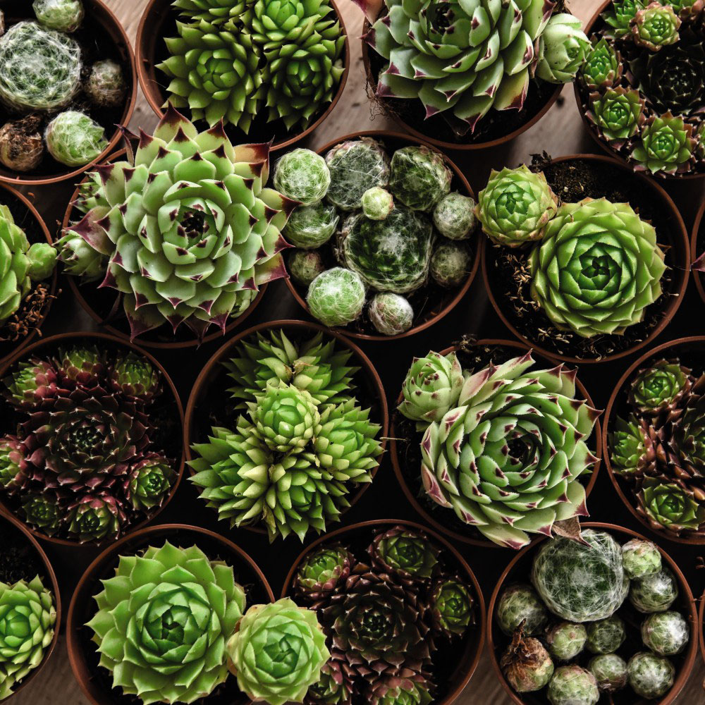 Thompson & Morgan Sempervivum Mixed Potted Plant 5.5cm 3 Pack Image 2