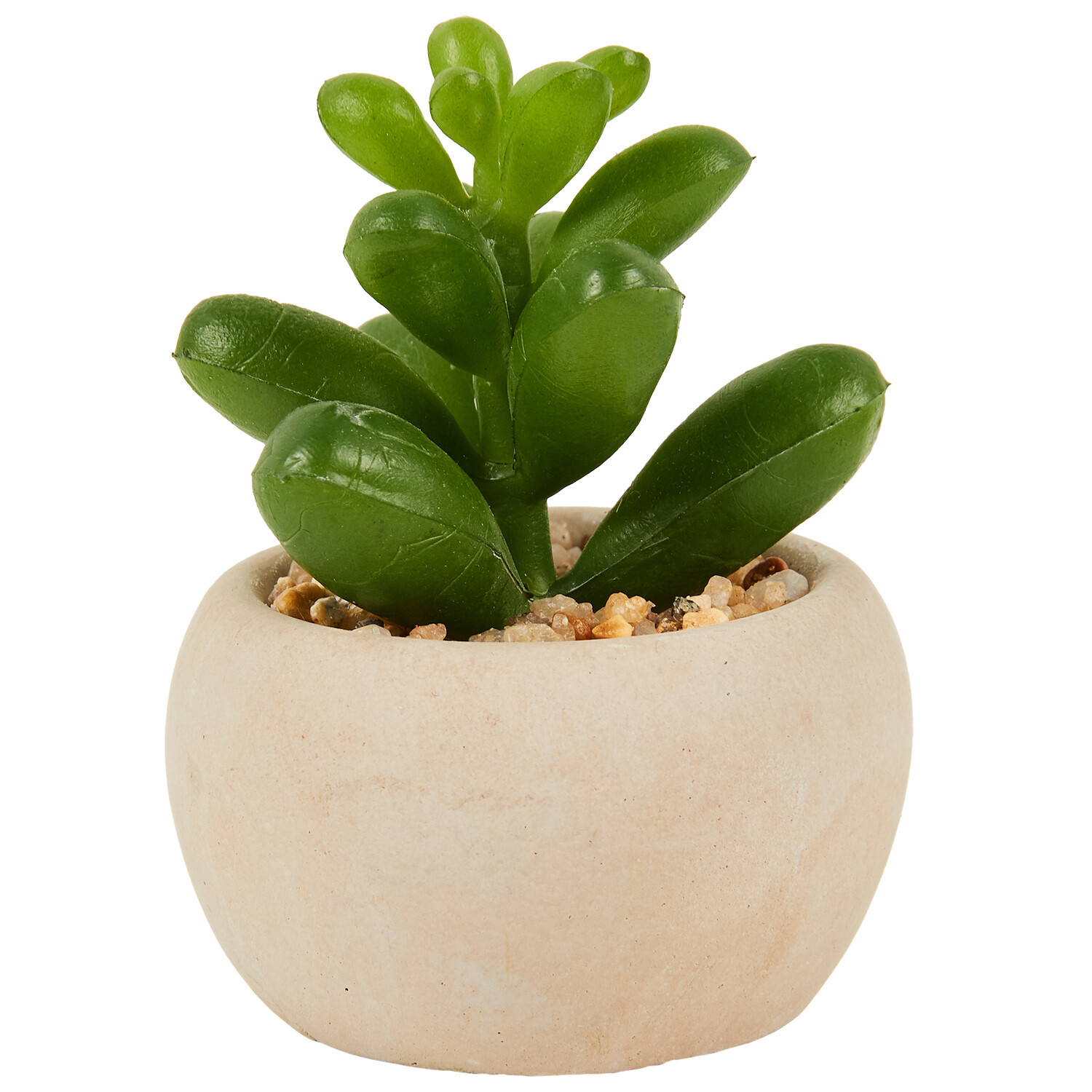Mini Succulent in Pot - Green and Cream Image 20