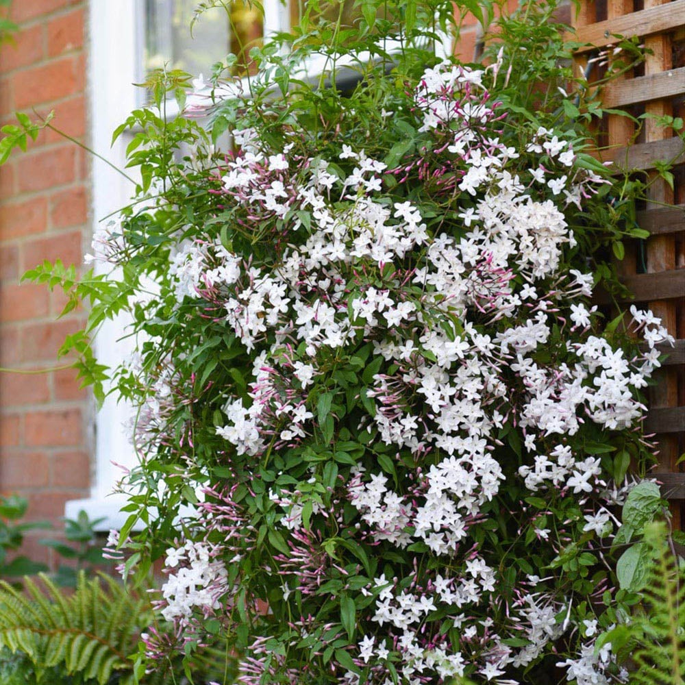 Thompson and Morgan Jasminum Polyanthum Starry Starry Night Plant Pot 9cm 2 Pack Image 2