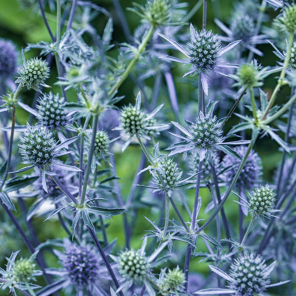 YouGarden Thistles Bare Root Collection 20 Pack Image 3
