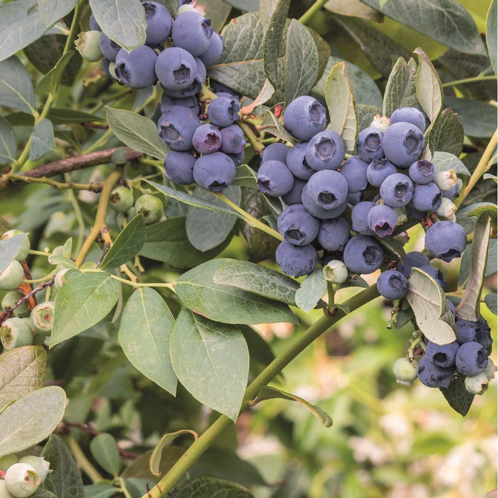 Thompson and Morgan Blueberry Vaccinium Darrow Plant Pot 3L Image 1