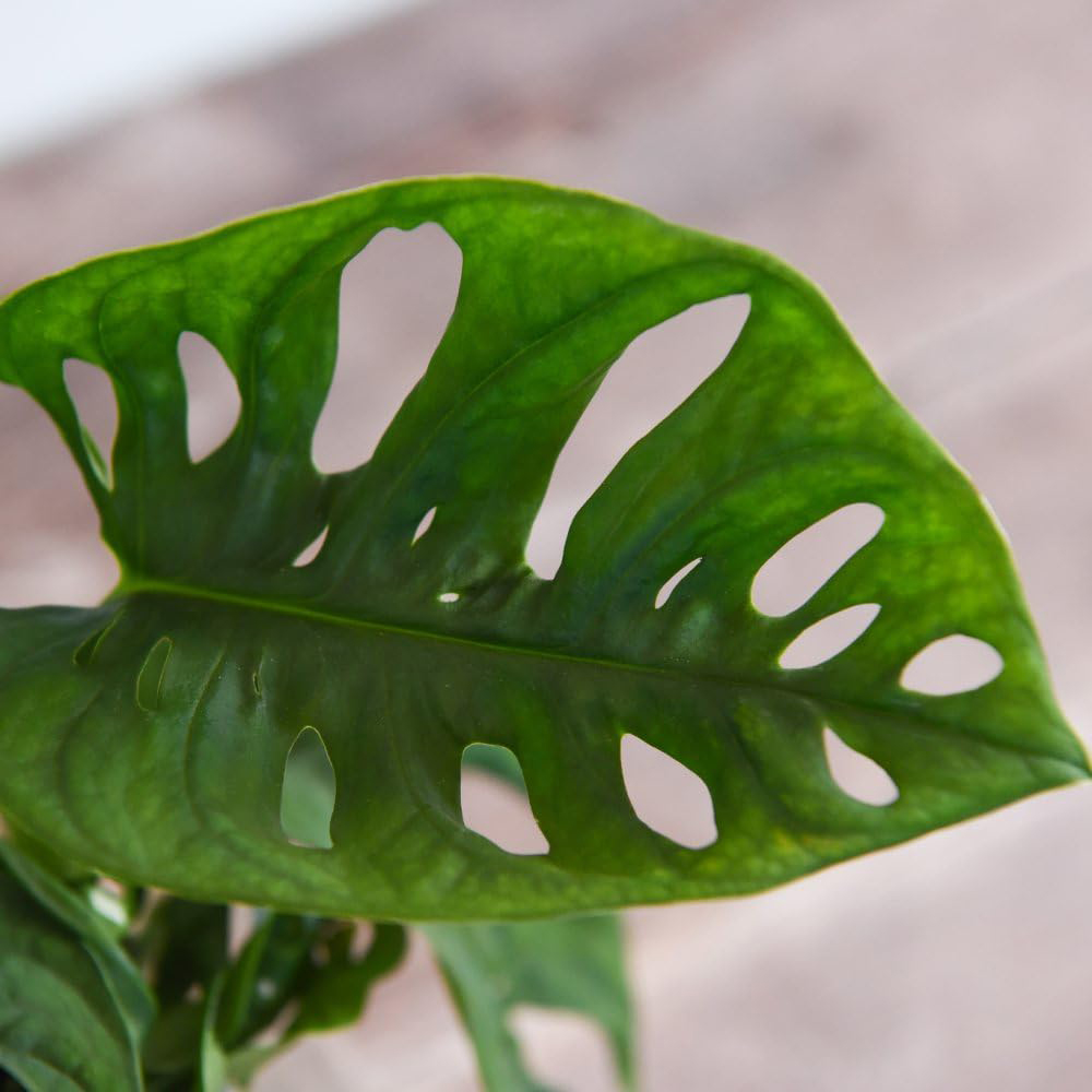 Thompson and Morgan Monstera Adansonii Plant Pot 10.5cm Image 3