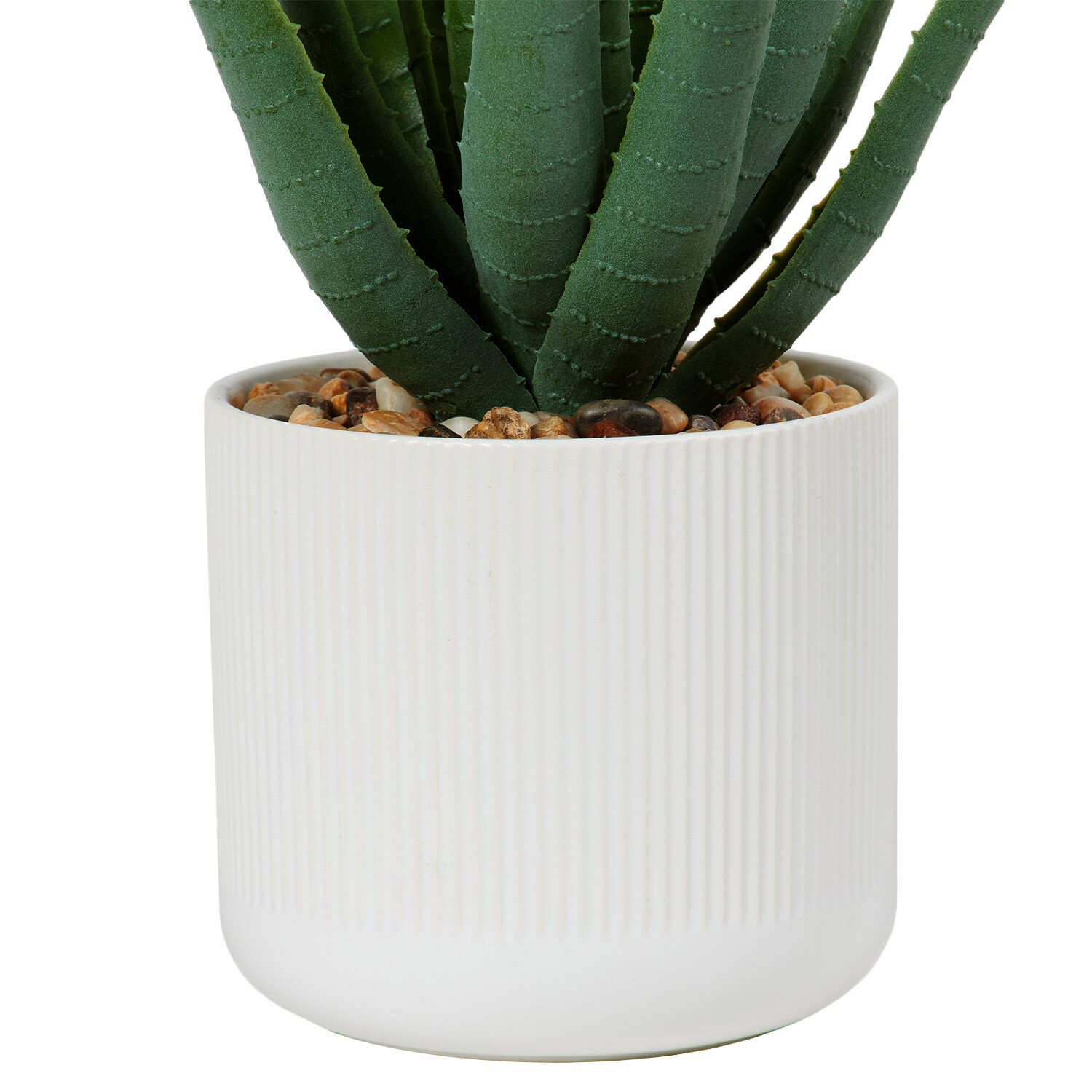 Aloe in White Pot - Green Image 3