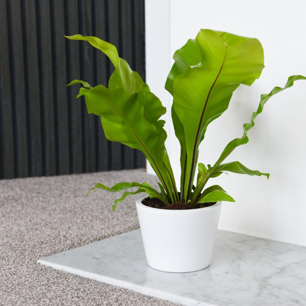 Thompson and Morgan Asplenium Nidus Plant Pot 12cm 2 Pack Image 5