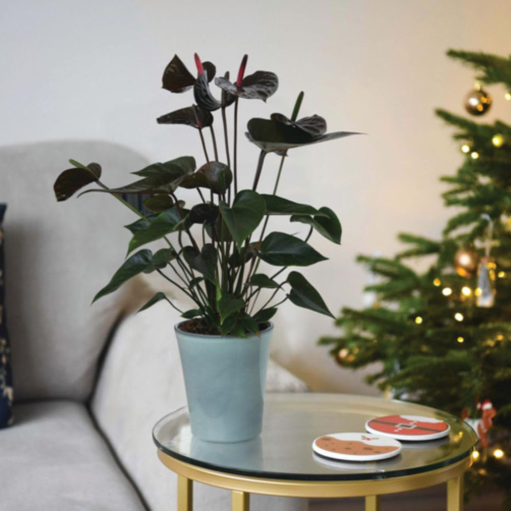 Thompson and Morgan Anthurium Black Love Plant in Pot 12cm Image 7