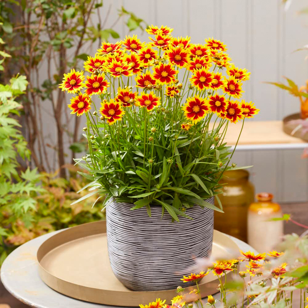 Thompson & Morgan Coreopsis Solar Jumbo Plant Plug 4 Pack Image 3