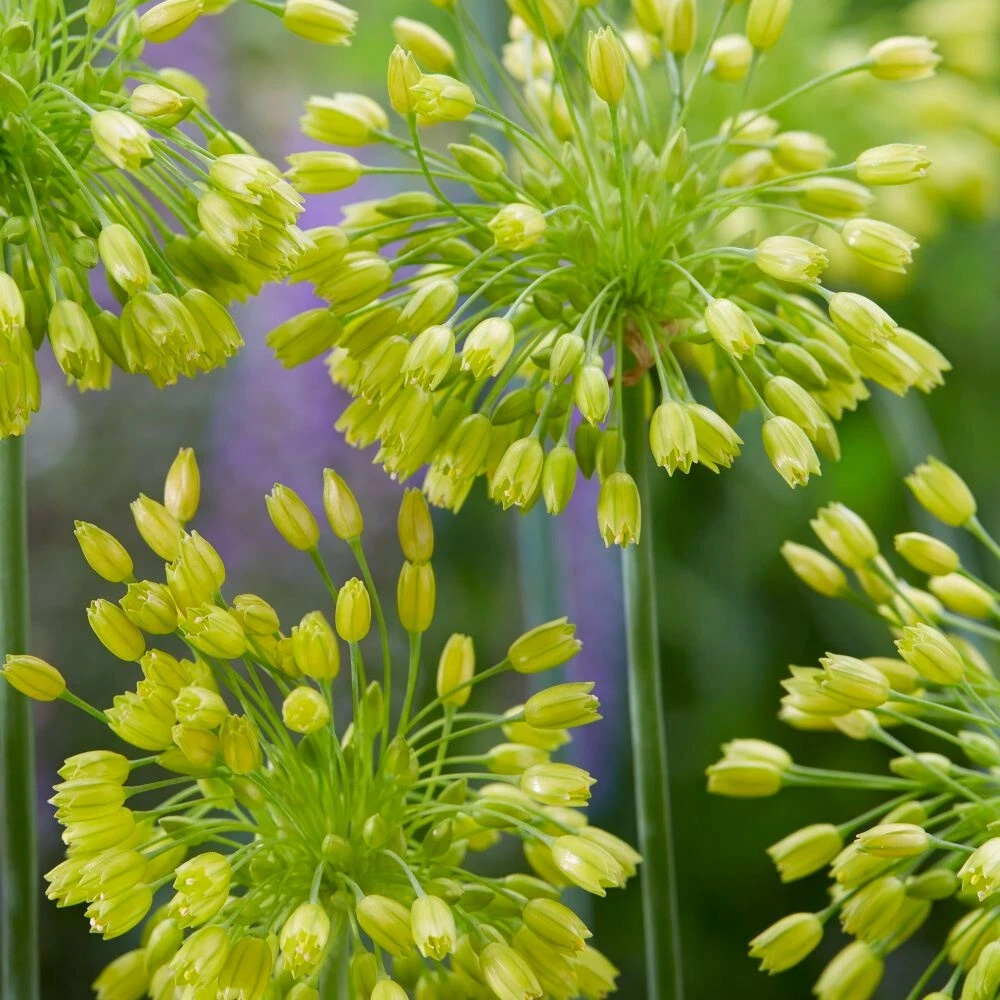 Thompson and Morgan Allium Yellow Fantasy Planting Bulb 3 Pack Image 2
