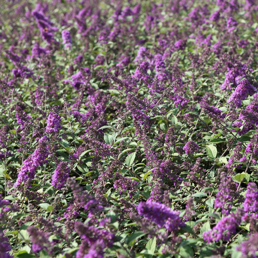 Thompson and Morgan Buddleja Blue Chip Plant Pot 3L Image 3