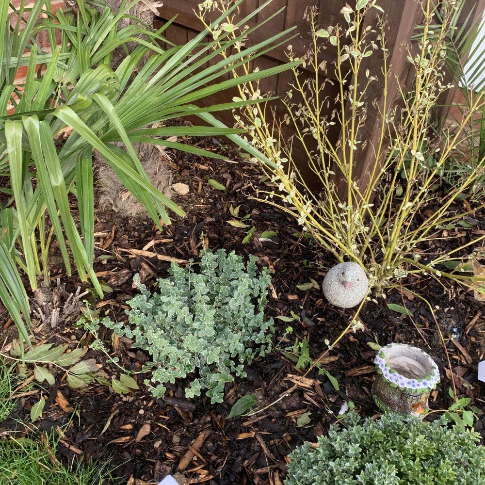 Thompson and Morgan Decorative Garden Chip Bale 80L Image 3