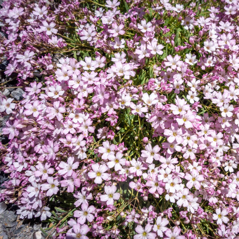 Thompson & Morgan Gypsophila Rosea Bare Root 3 Pack Image 3