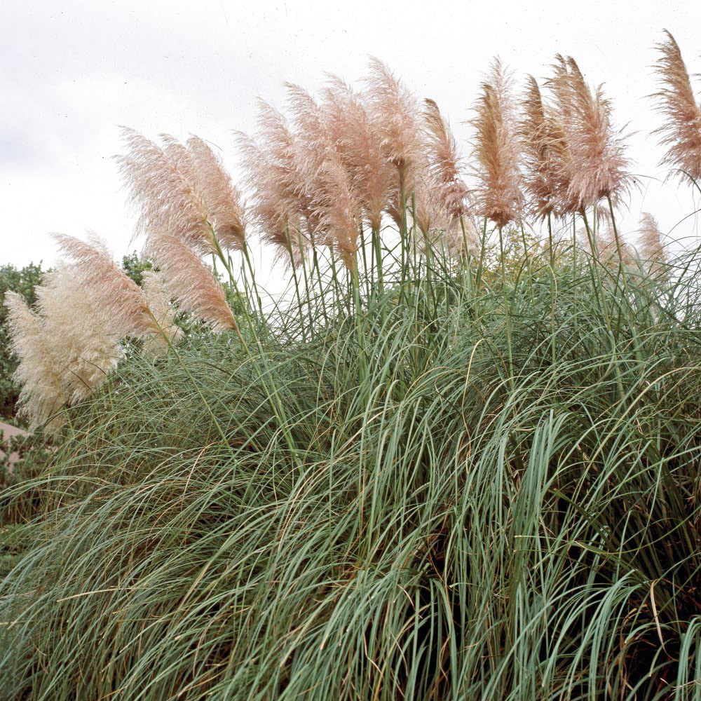Thompson and Morgan Cortaderia Selloana Duo Plant Pot 9cm 2 Pack Image 3