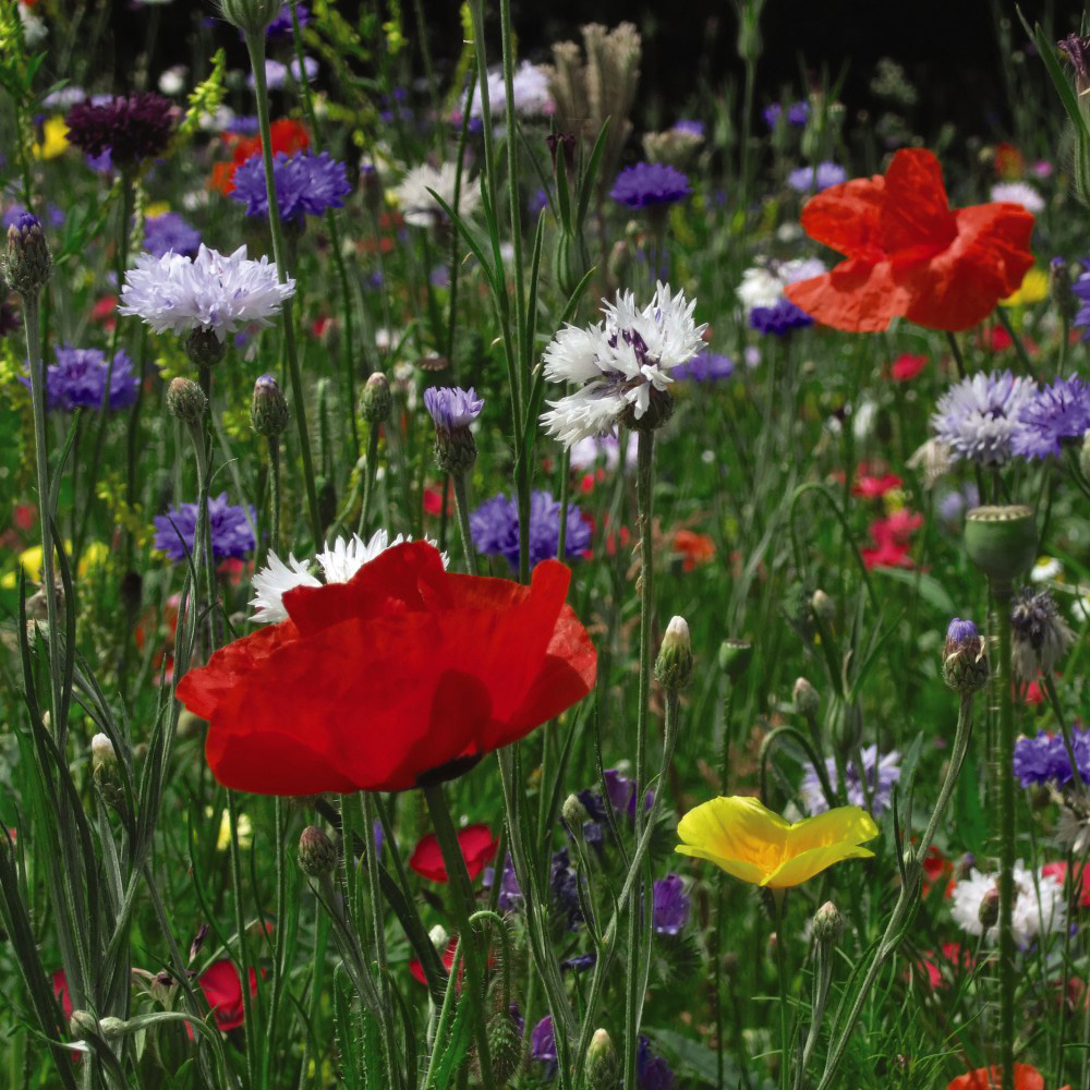 Thompson and Morgan Wild Flowers Cornfield Annuals Mix Scatter Pack Image 2