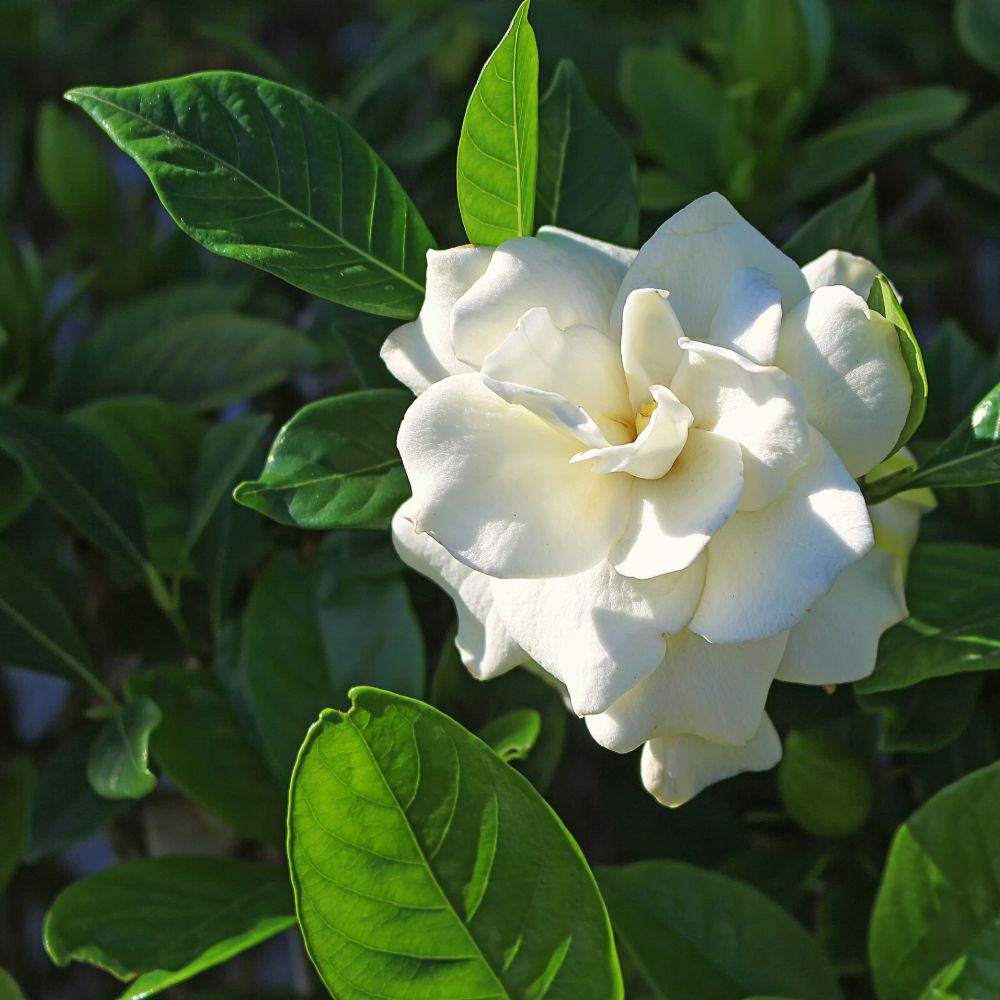 Thompson and Morgan Gardenia Jasminoides Crown Jewel Plant Pot 9cm 2 Pack Image 3