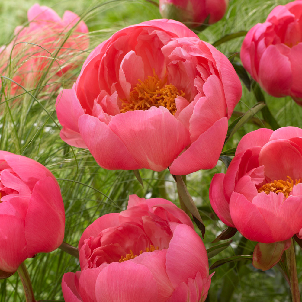 YouGarden Peony Coral Sunset Bare Root 3 Pack Image 2