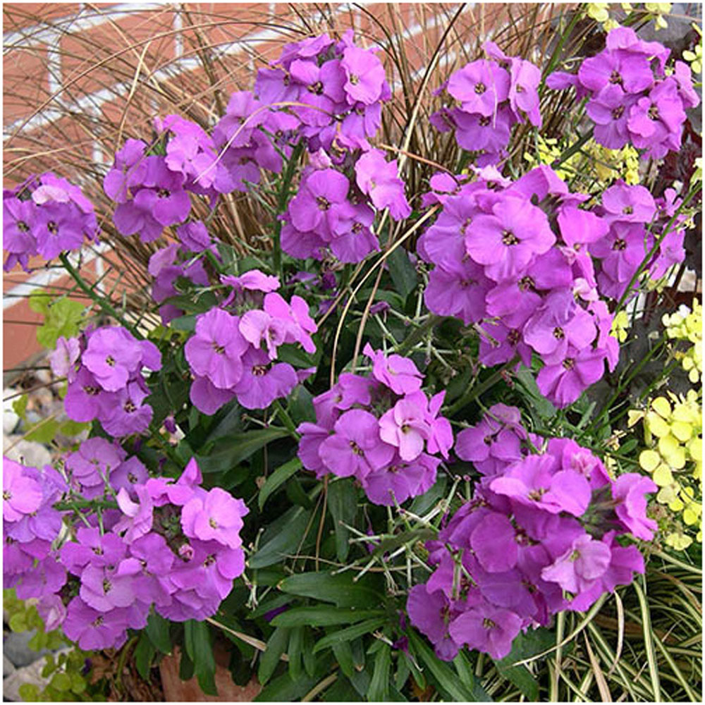 YouGarden Erysimum Perennial Wallflower Bowles Mauve Plant Pot 3 Pack Image 2