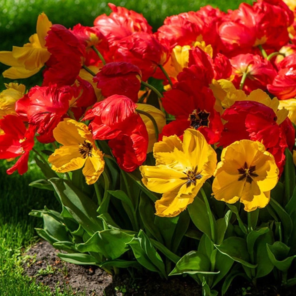 Thompson and Morgan Tulip Giant Phoenix Mixed Planting Bulb 16 Pack Image 2
