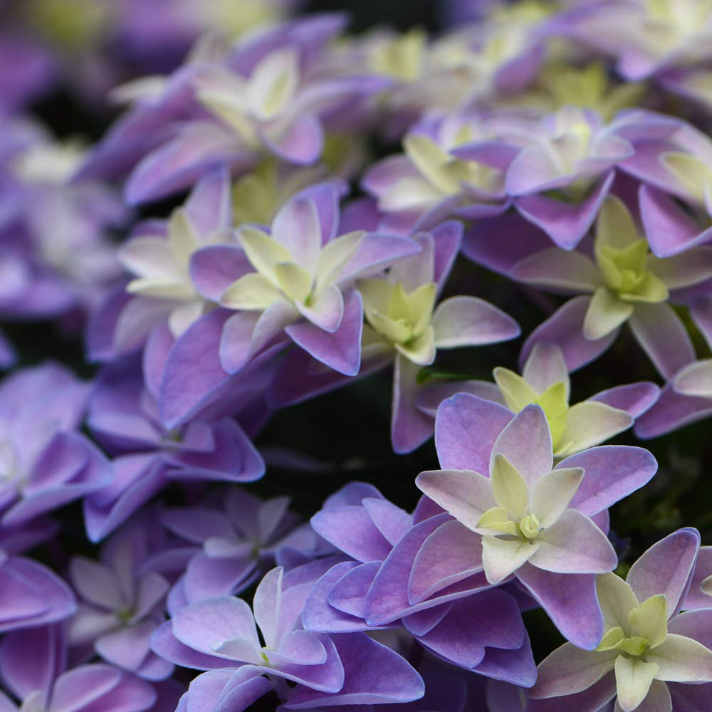 Thompson and Morgan Hydrangea Double Dutch Alkmaar Potted Plant 14cm Image 1