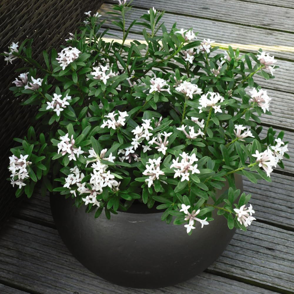 Thompson & Morgan Daphne Eternal Fragrance Plant Pot 15cm Image 3