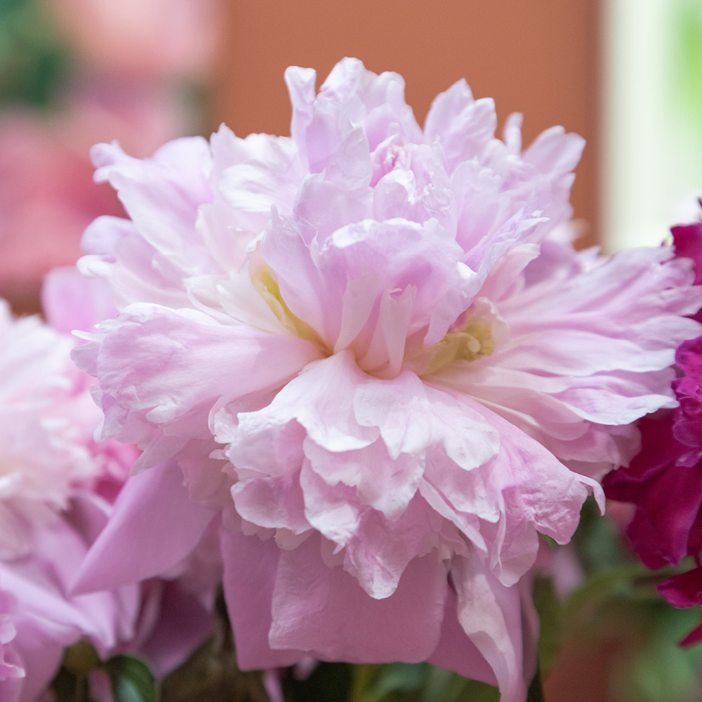YouGarden Peony Ruffles Bare Root Collection 3 Pack Image 2