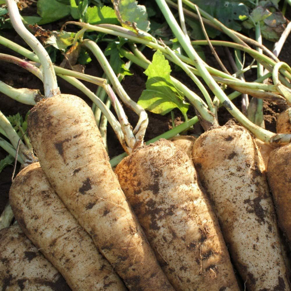 Thompson & Morgan Parsnip Panorama F1 200 Seeds Packet Image 2