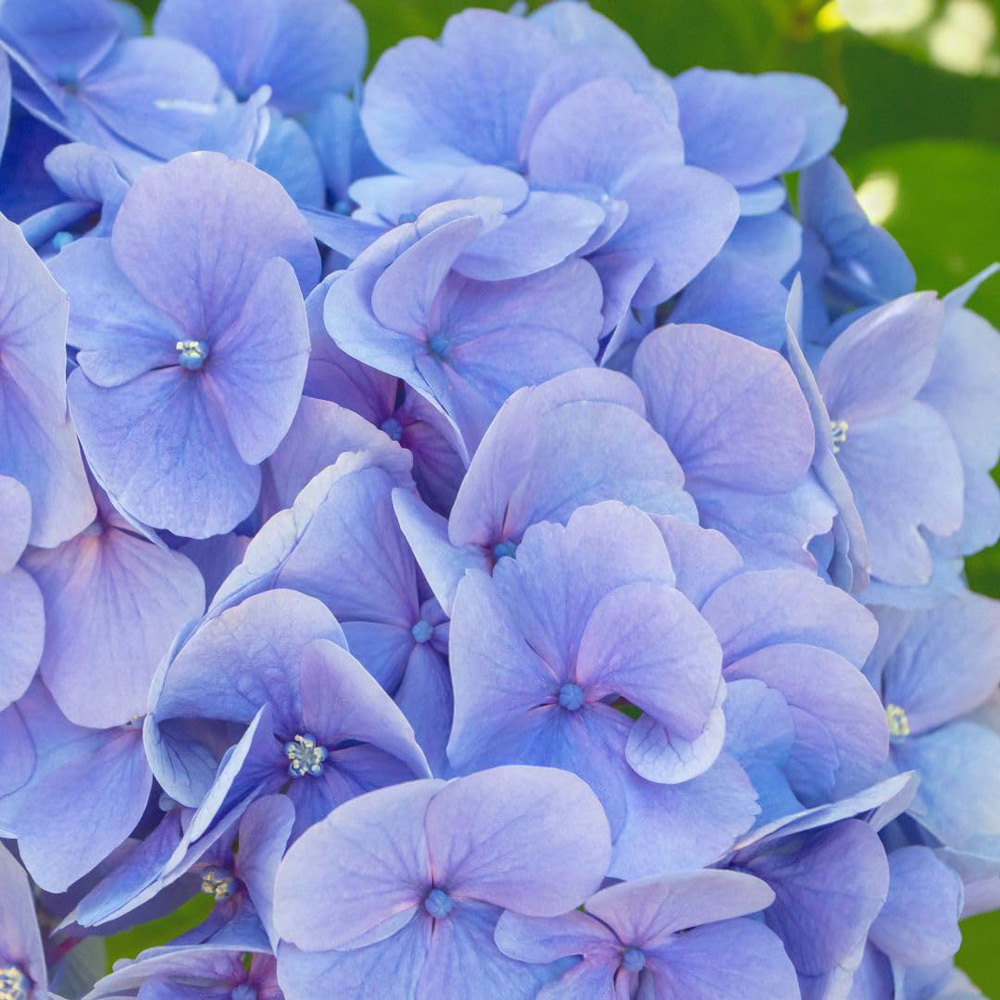 Thompson and Morgan Hydrangea Macrophylla Blue Danube Plant Pot 10L Image 2