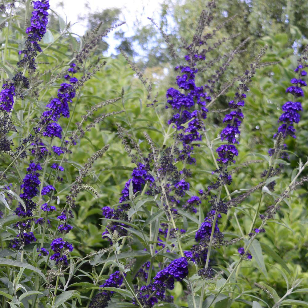 Thompson and Morgan Buddleja Davidii Black Knight Plant Pot 3L Image 2