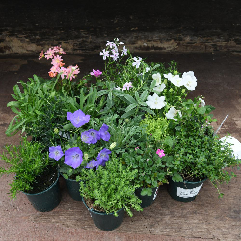 Thompson and Morgan Nurserymans Choice Alpine Plant Pot 9cm 6 Pack Image 7