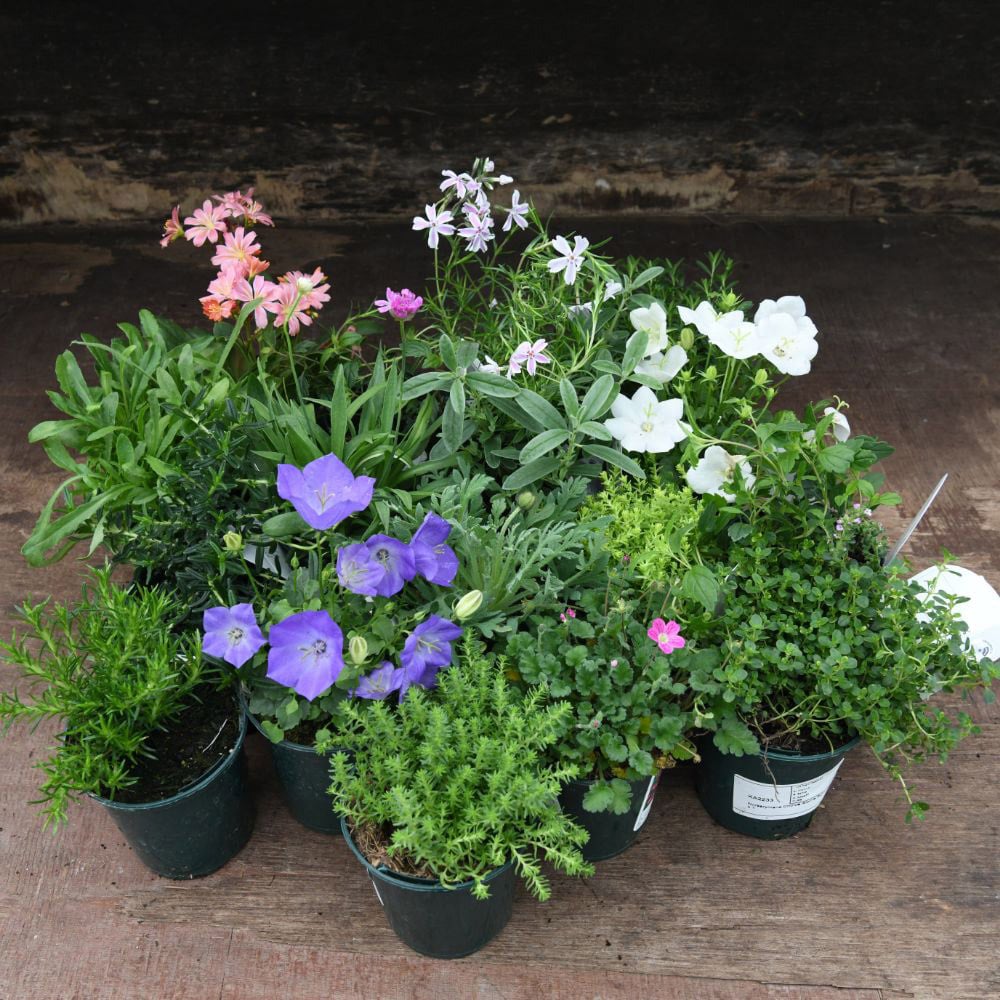 Thompson and Morgan Nurserymans Choice Alpine Plant Pot 9cm 12 Pack Image 7