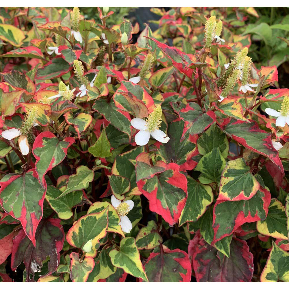 Thompson and Morgan Houttuynia Cordata Chameleon Plant Pot 9cm Image 2