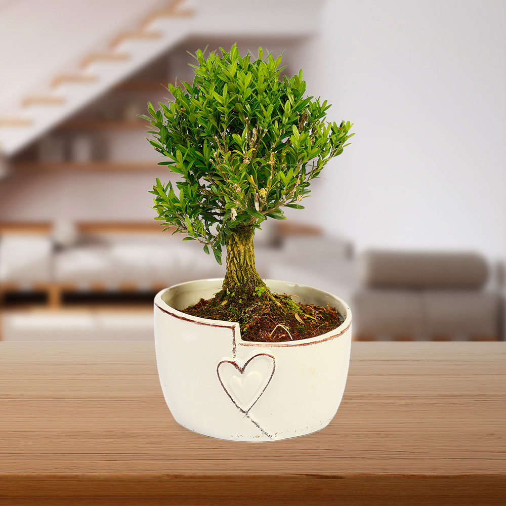 YouGarden Straight Trunk Bonsai Tree in Ceramic Pot Image 2