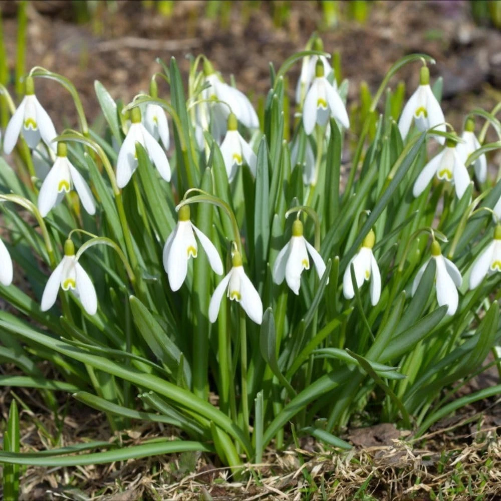 Thompson and Morgan Galanthus Snowdrop Woronowii Autumn Planting Bulb 32 Pack Image 3