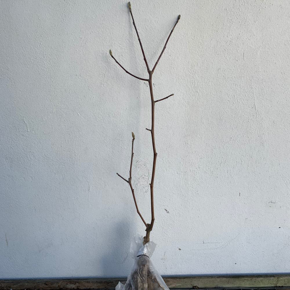 Thompson and Morgan Standard Magnolia Yellow Bird Grafted Bare Root 3 Pack Image 2