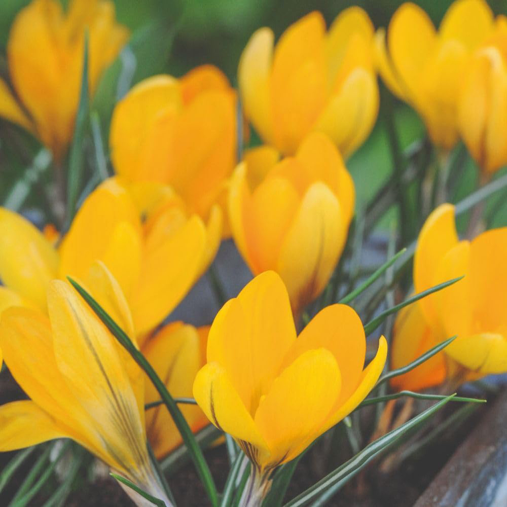 Thompson and Morgan Colourful Spring Collection Planting Bulb 126 Pack Image 3