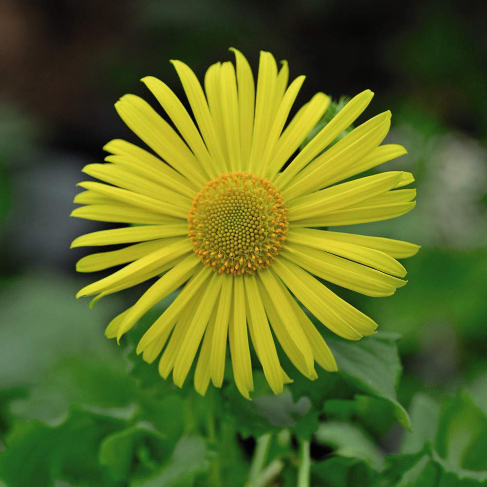 Thompson and Morgan Doronicum Little Leo Plant Plug 72 Pack Image 3