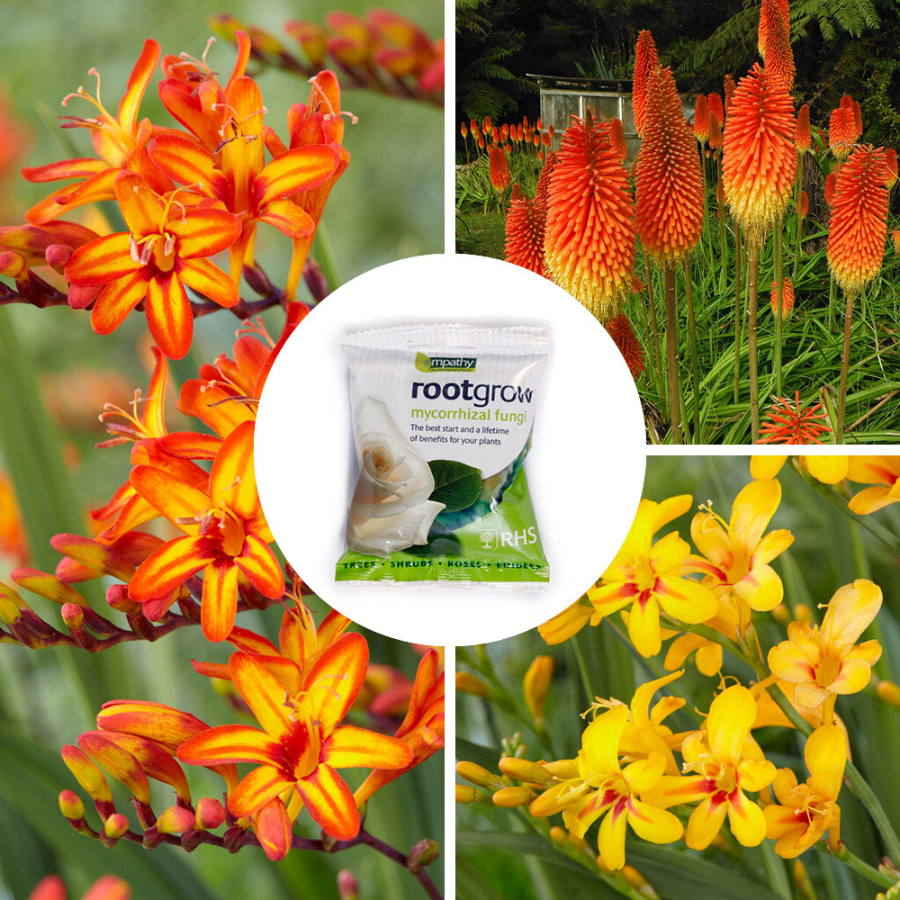 YouGarden Firestarter Bare Root Collection 15 Pack Image 5