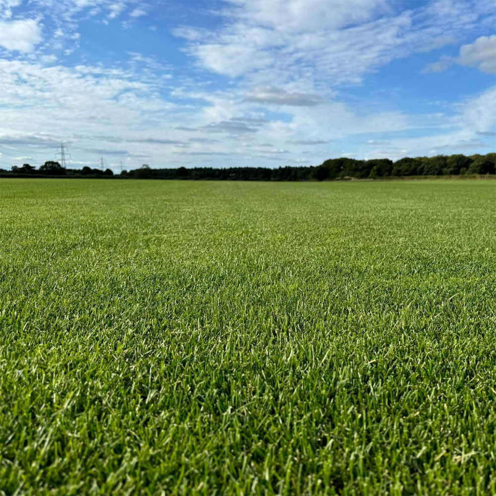 Inturf Classic Turf Roll 50sqm Image 4