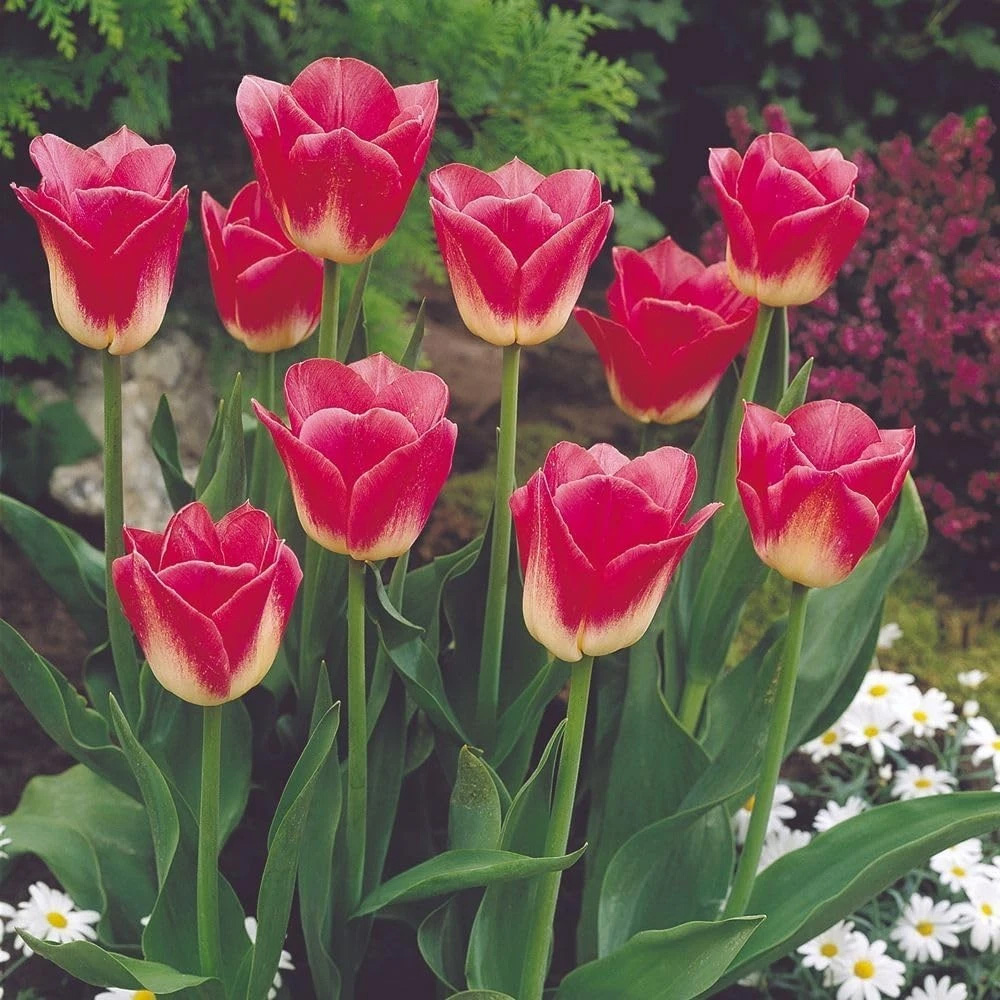 Thompson and Morgan Tulip Dynasty Autumn Planting Bulb 16 Pack Image 5