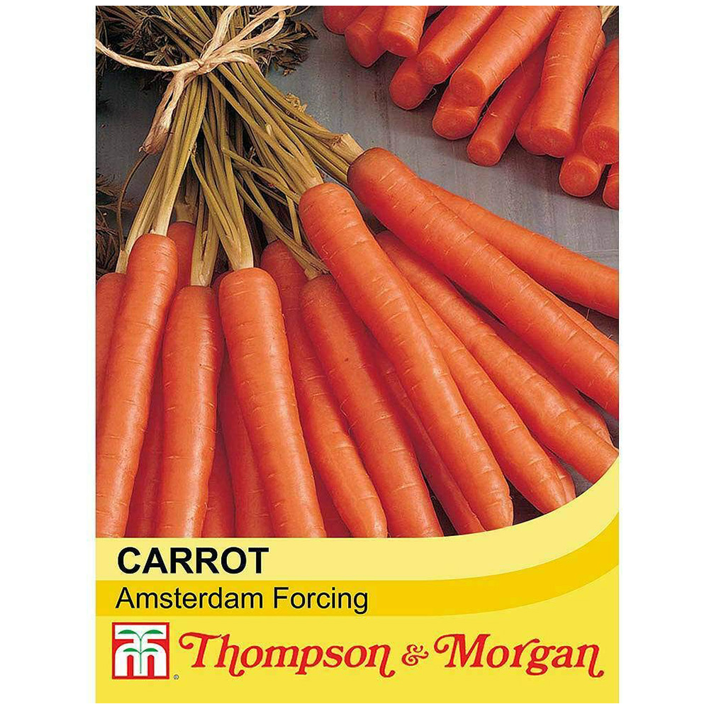 Thompson and Morgan Carrot Amsterdam Forcing 3 Seeds Image 2