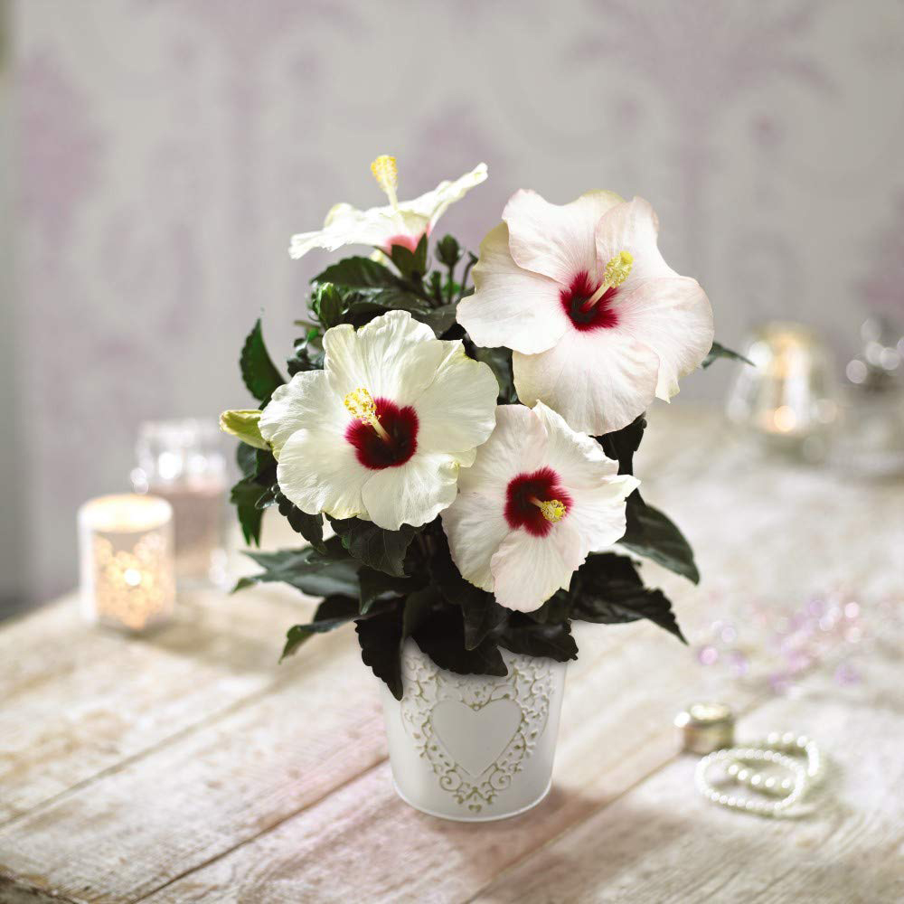Thompson and Morgan Christmas Gift Hibiscus Adonicus Pearl Plant Pot 13cm 2 Pack Image 5
