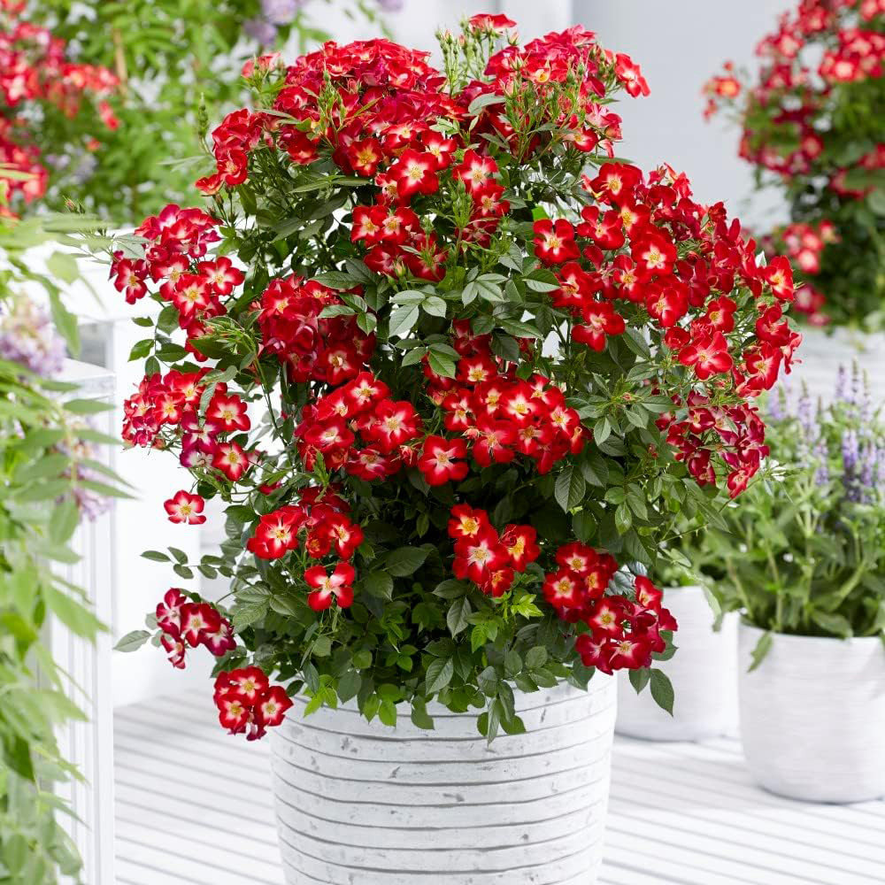 Thompson and Morgan Rose Everglow Ruby Plant Pot 3L 3 Pack Image 3