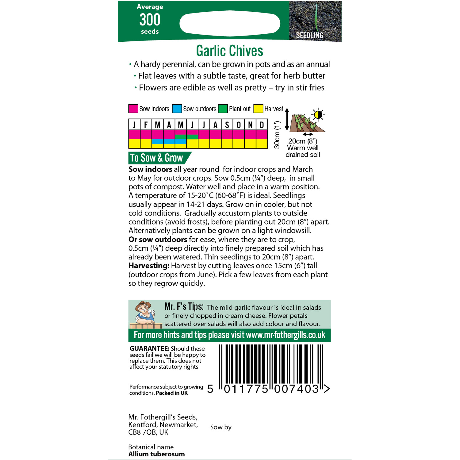 Garlic Chives Image 2