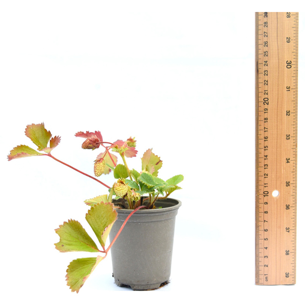 Thompson & Morgan Strawberry Fragaria Gasana Taupe Potted Plant 9cm 6 Pack Image 4