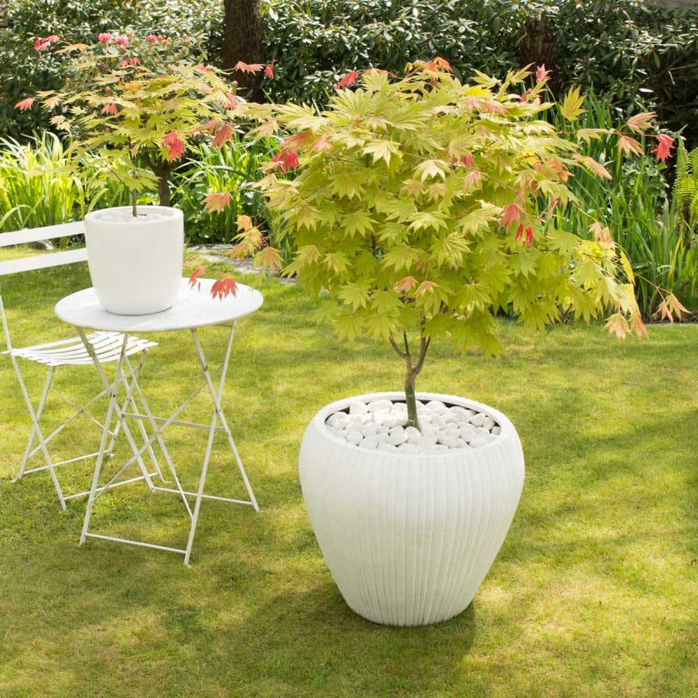 Thompson and Morgan Acer Shirasawanum Moonrise Plant Pot 3L 2 Pack Image 4