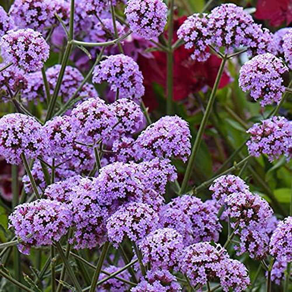 Thompson and Morgan Verbena Buenos Aires Plant Plugs 6 Pack Image 5