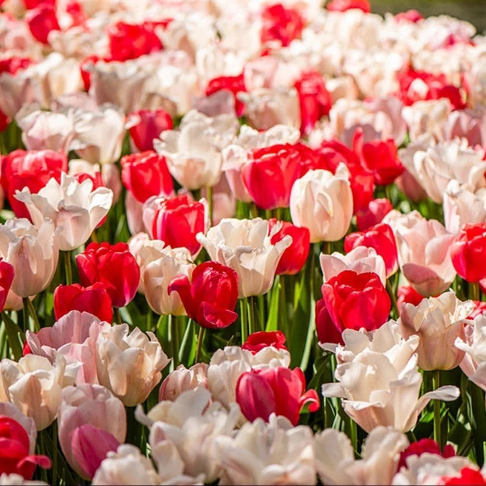 Thompson and Morgan Tulip Strawberries and Cream Collection Planting Bulb 10 Pack Image 3