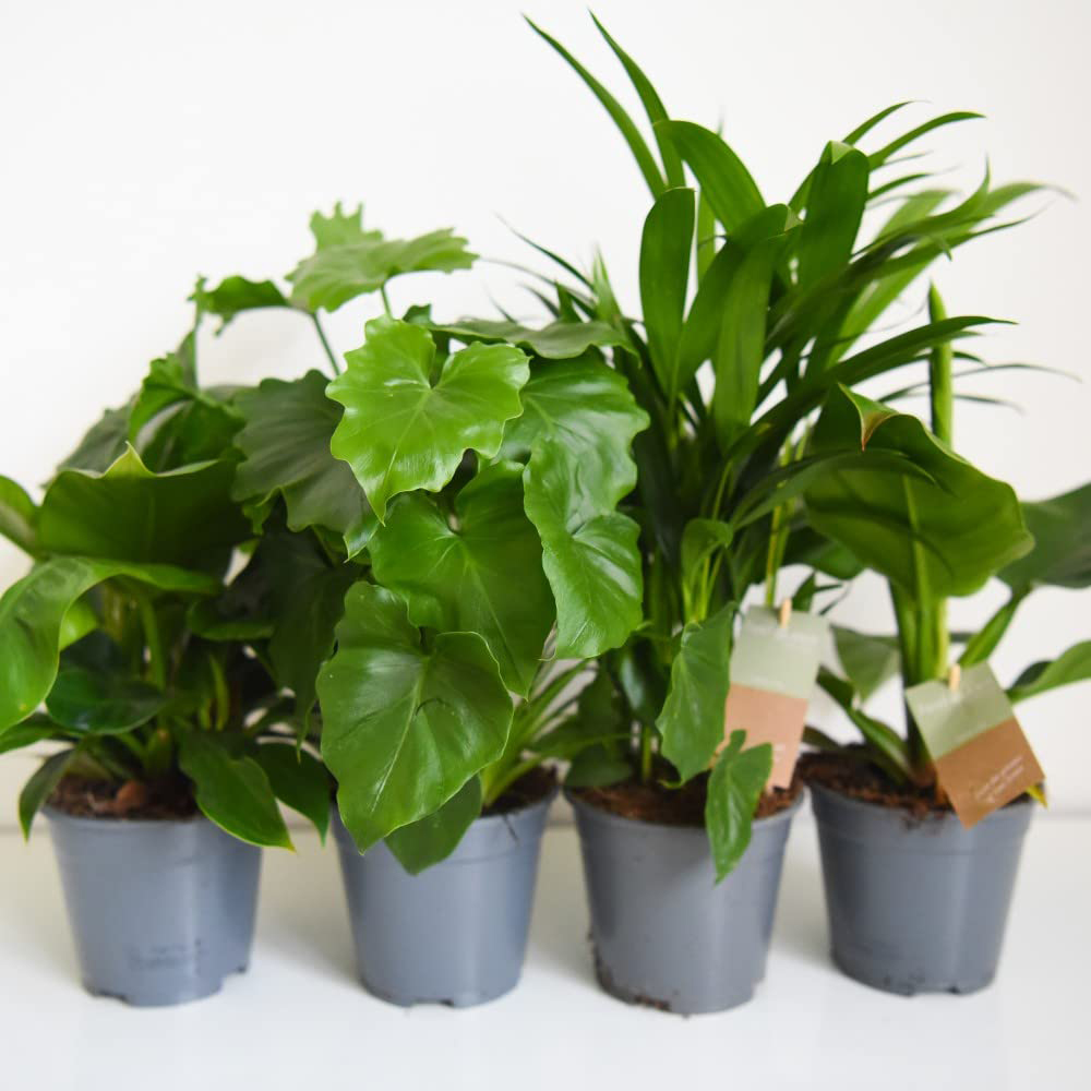 Thompson and Morgan Calm Space Green Houseplant Mix Wicker Basket 14cm 3 Pack Image 2