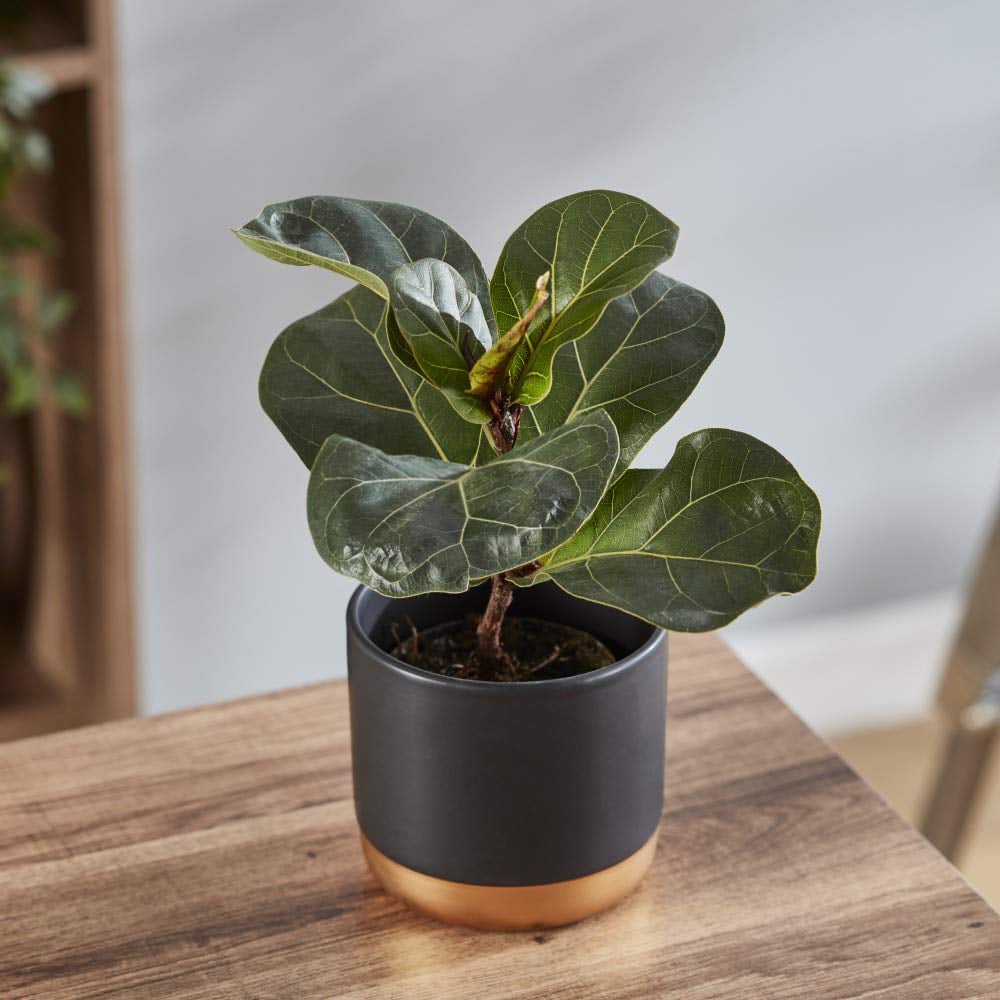 Thompson and Morgan Ficus Lyrata Compacta Fiddle Leaf Fig Plant Pot 9cm 3 Pack Image 7