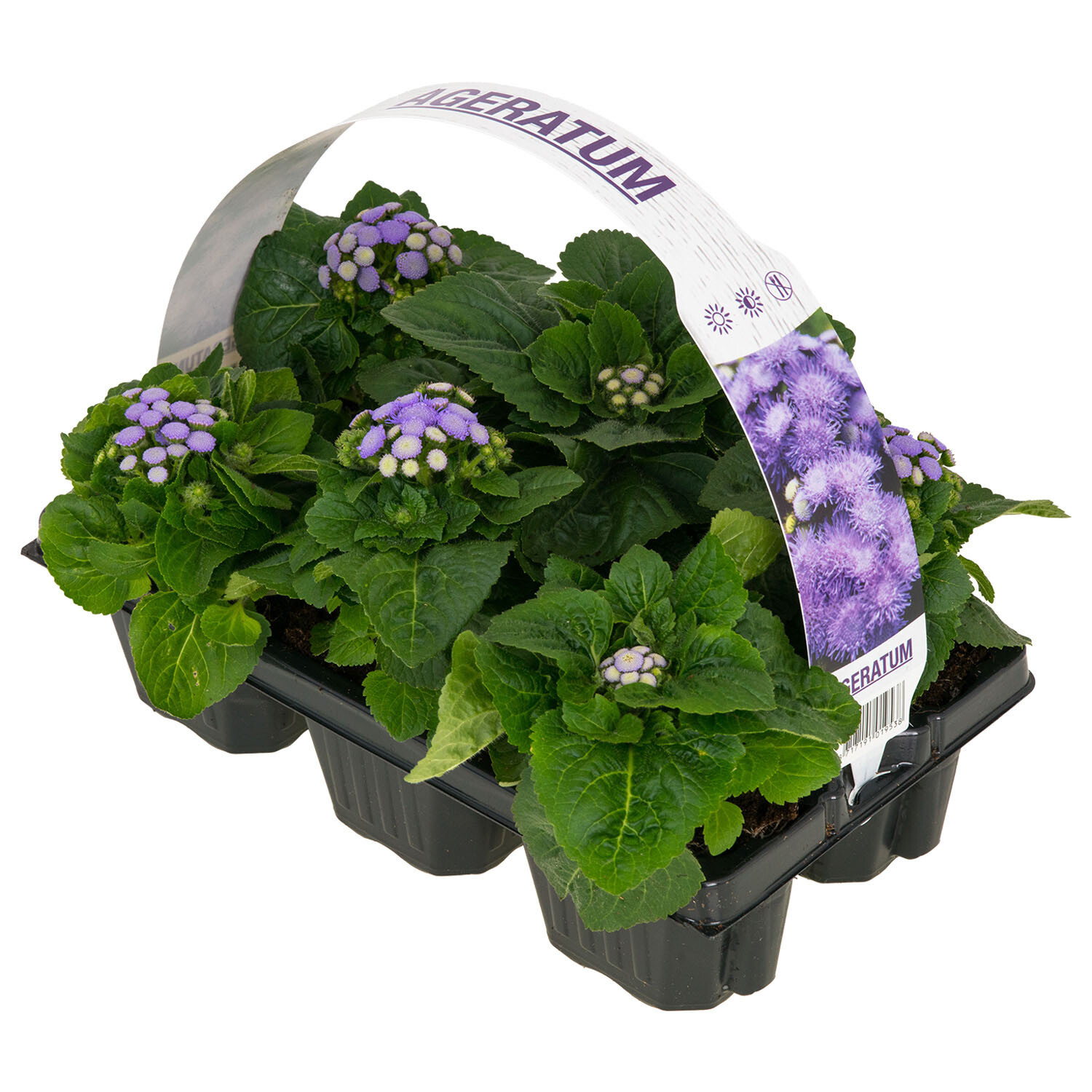 Pack of 6 Ageratum Bedding Plants - Lavender and Green Image
