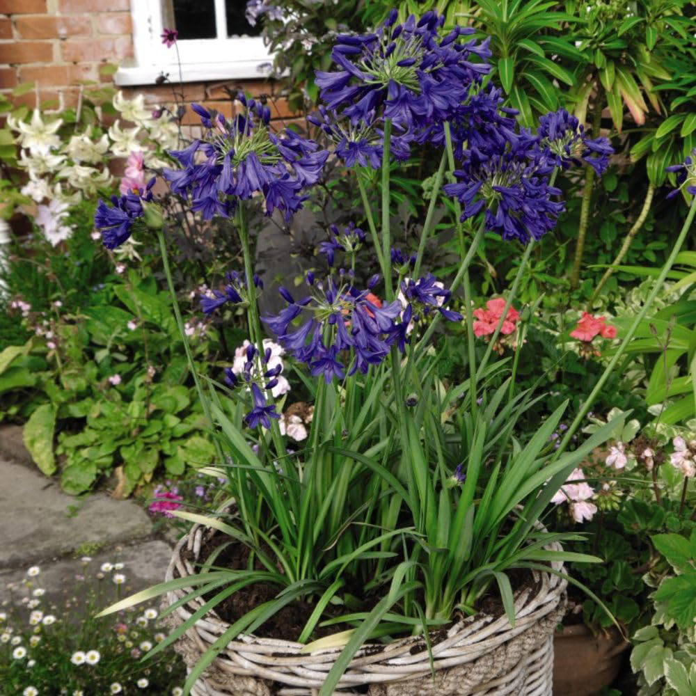 Thompson and Morgan Agapanthus Flower of Love Plant Pot 3L Image 5